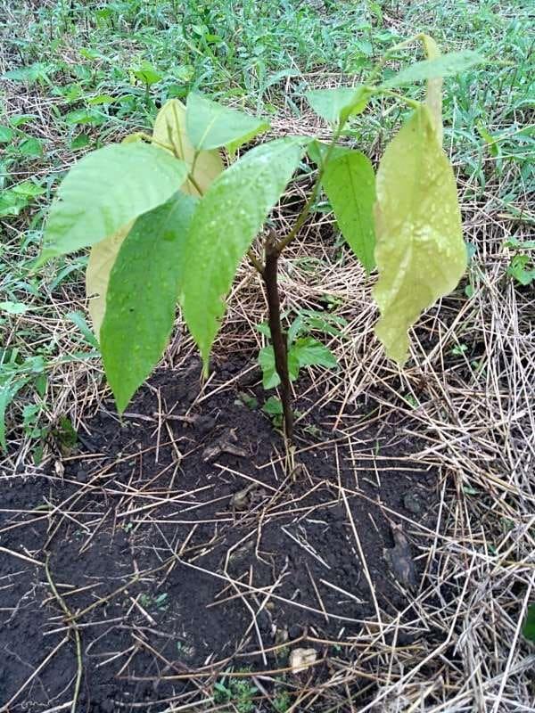 tree image