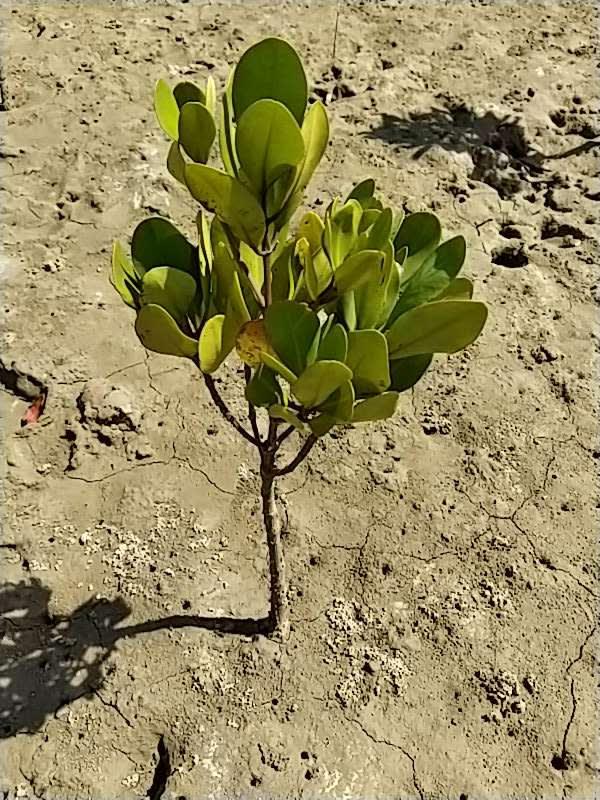 tree image