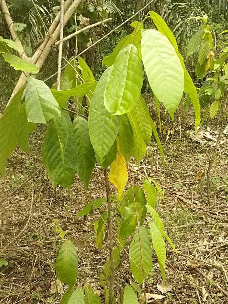 tree image