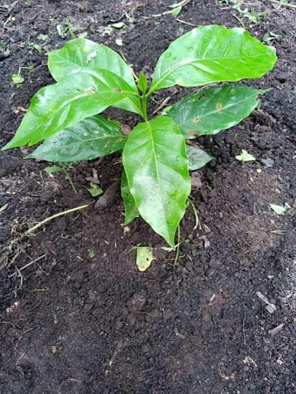 tree image