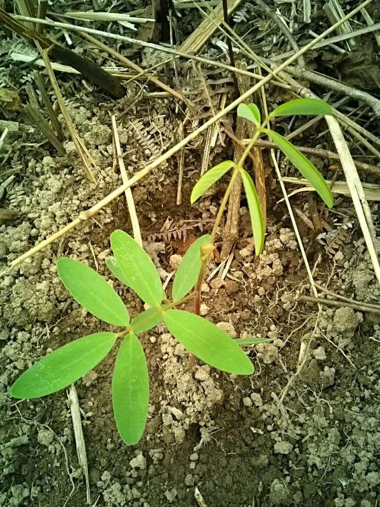 tree image