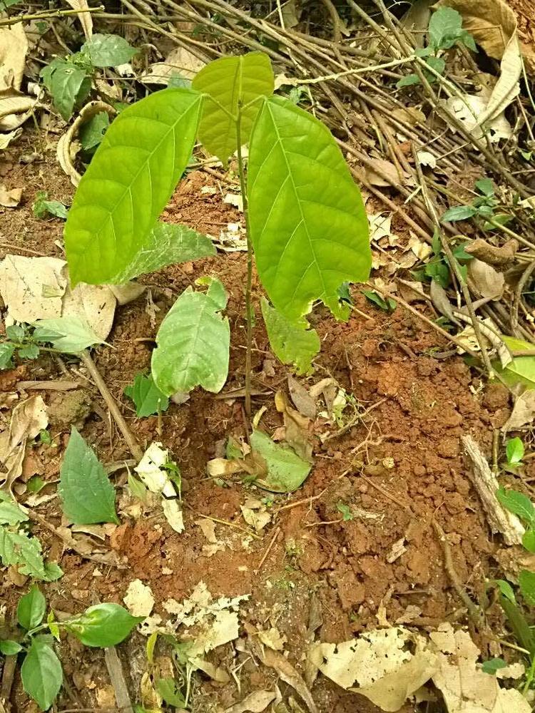 tree image