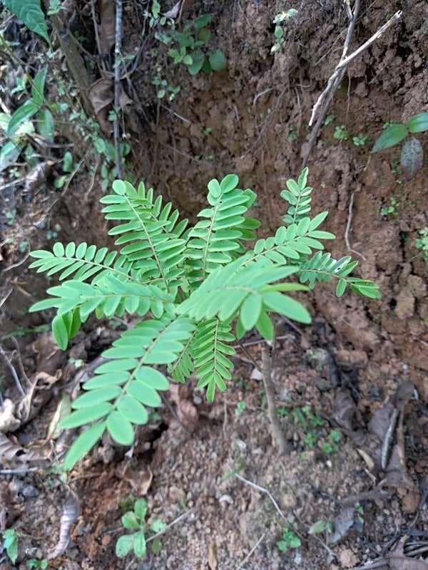 tree image