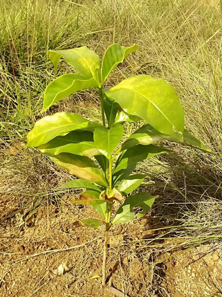 tree image