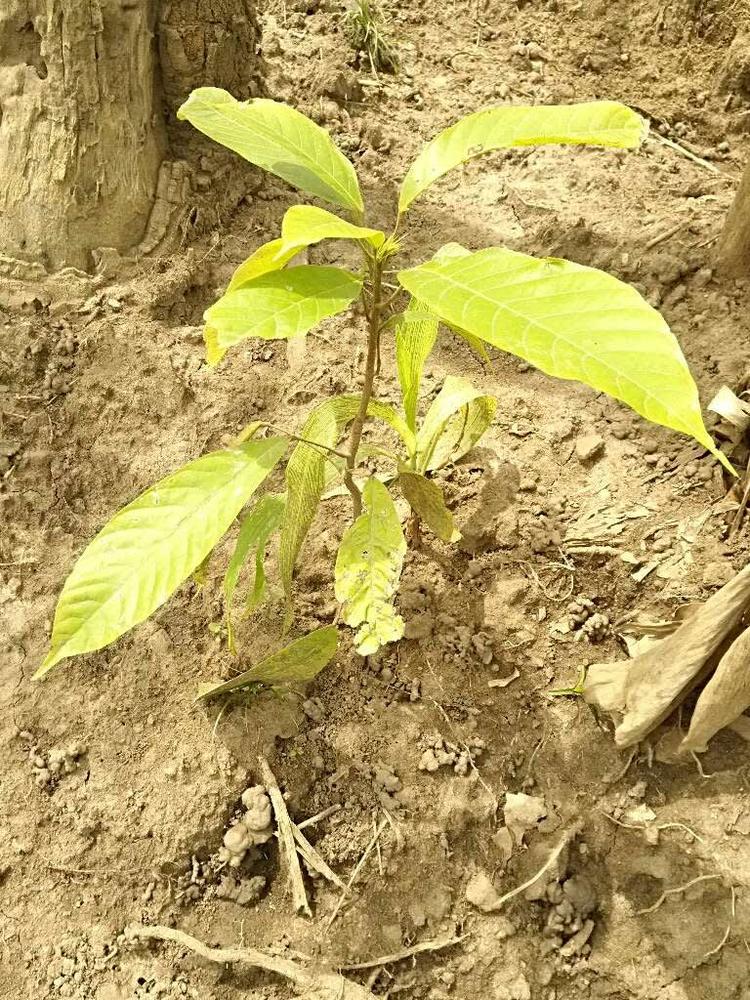 tree image