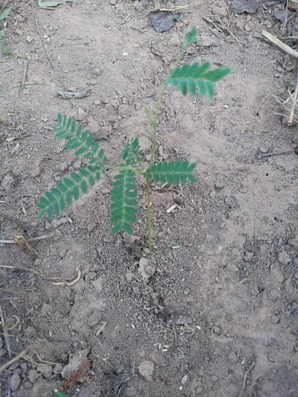 tree image