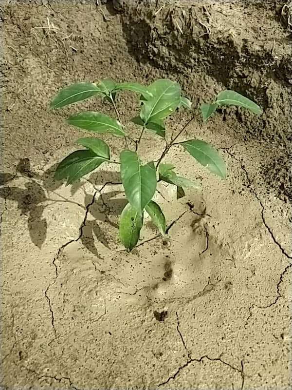 tree image