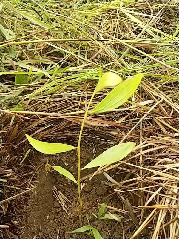 tree image