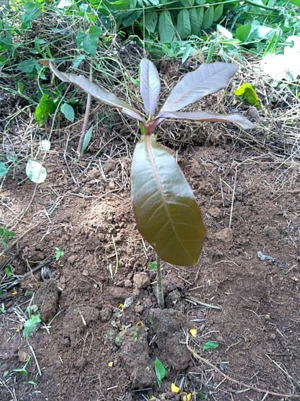 tree image