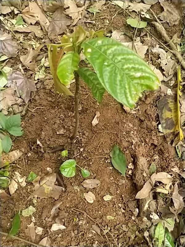 tree image