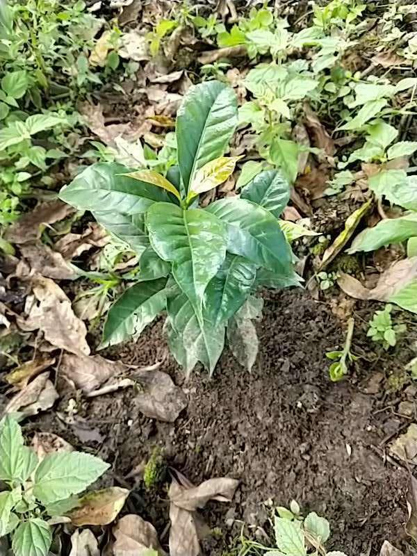 tree image