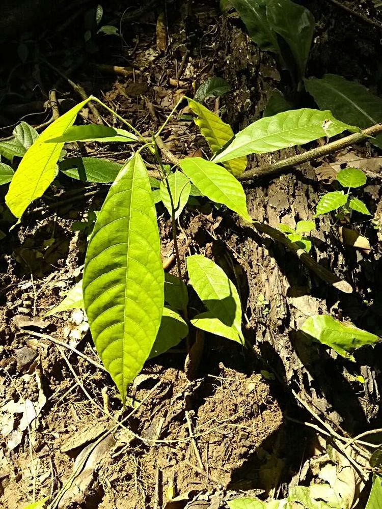 tree image