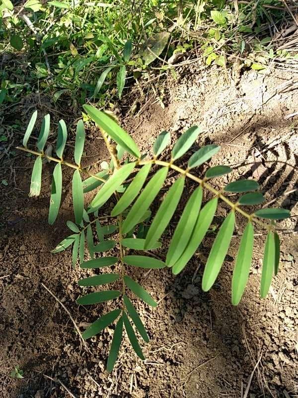 tree image