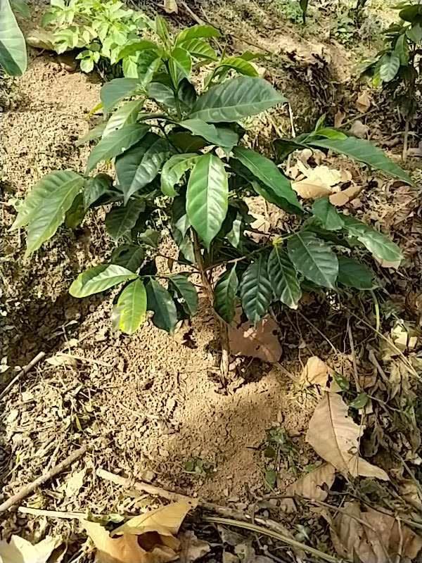 tree image