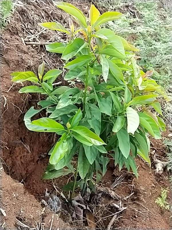 tree image