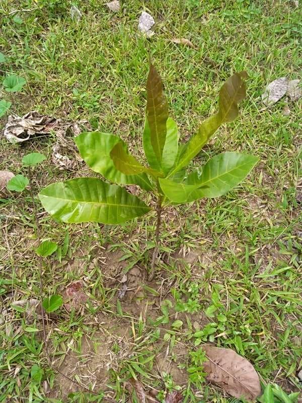 tree image