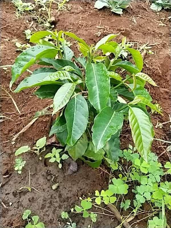 tree image