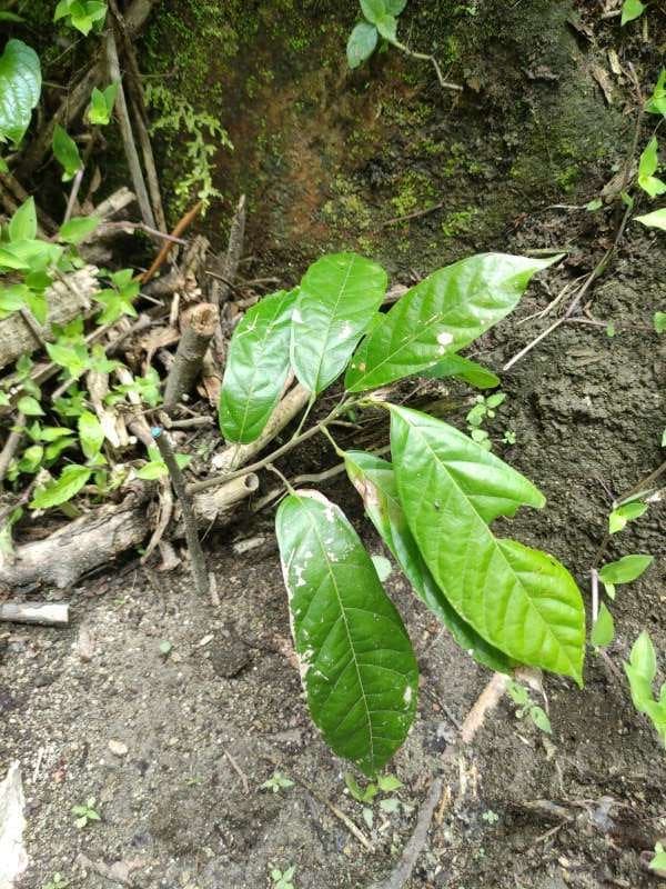 tree image