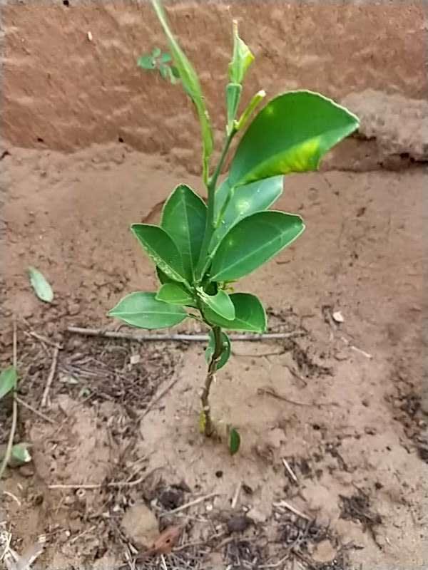 tree image