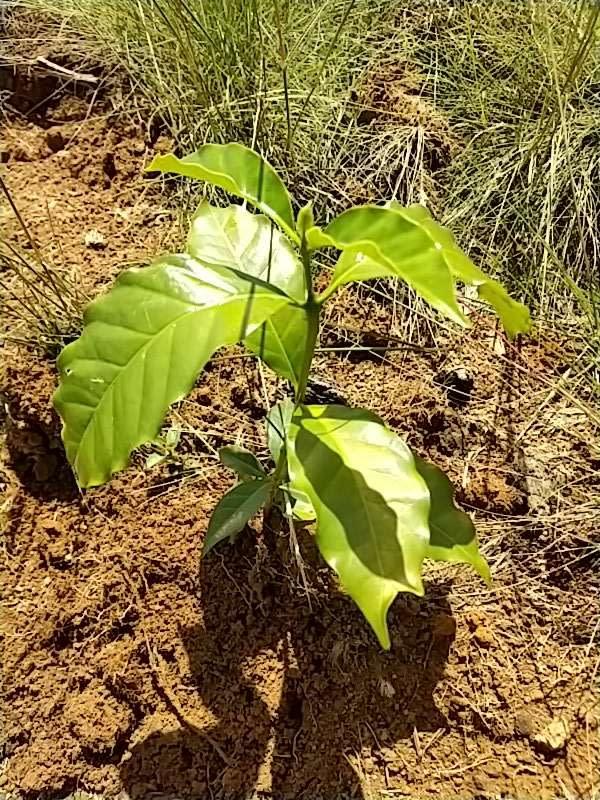 tree image