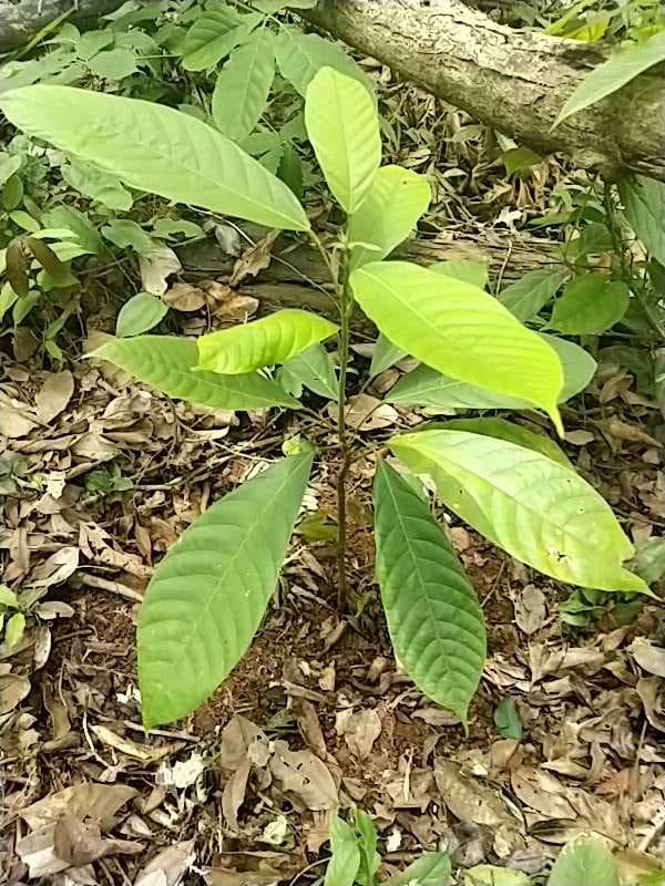 tree image