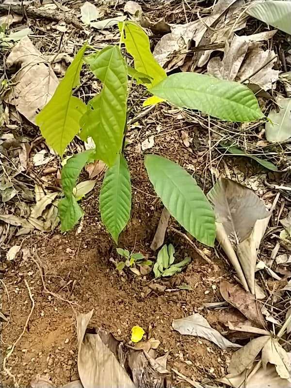 tree image