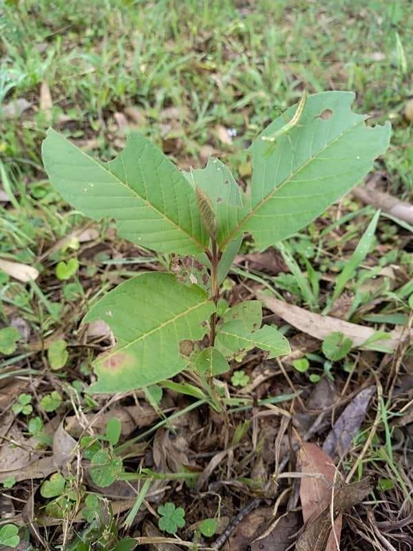 tree image