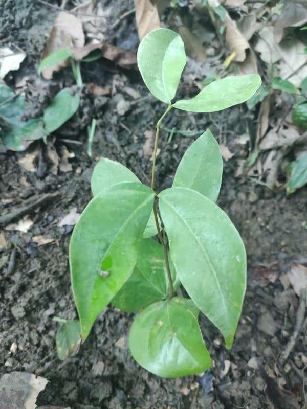 tree image