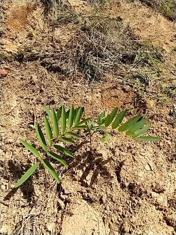tree image