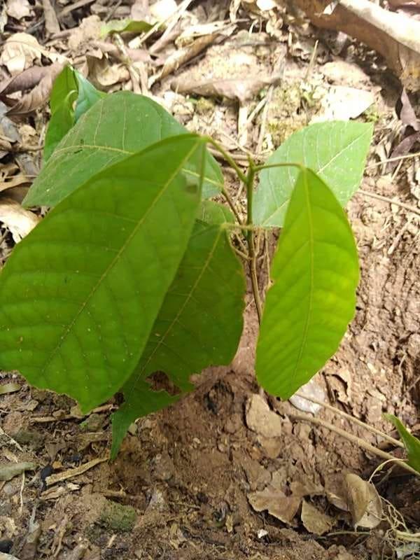 tree image