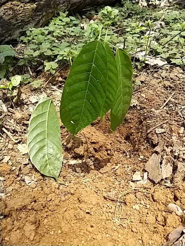 tree image