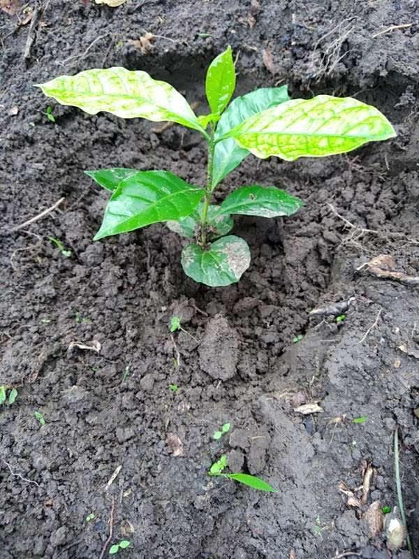 tree image
