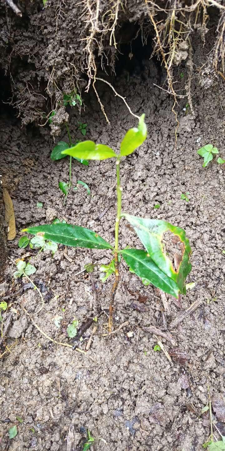 tree image