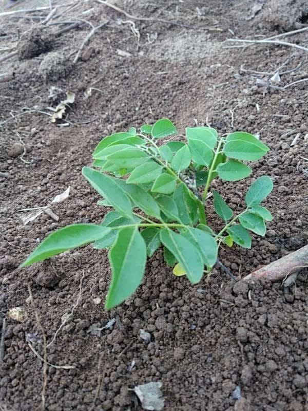 tree image