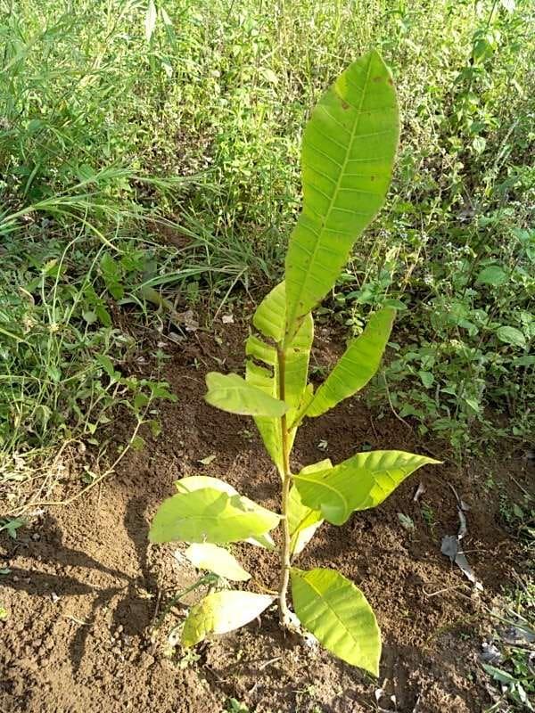 tree image