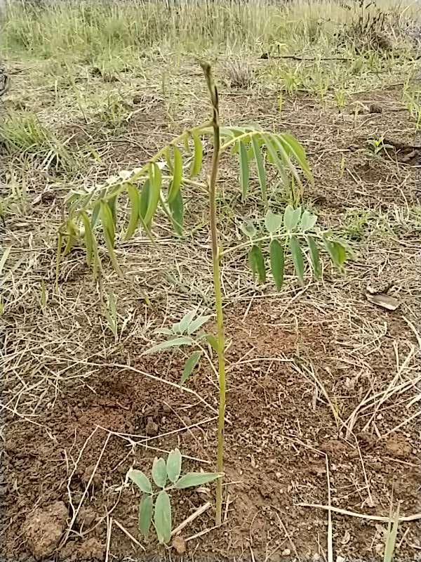 tree image