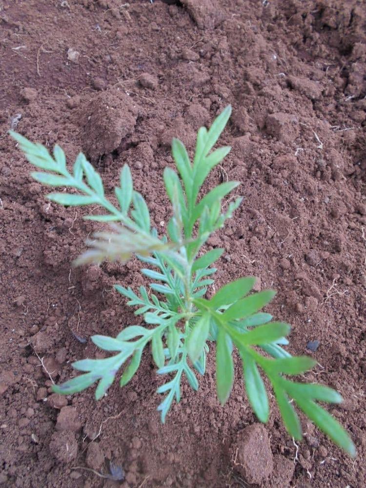 tree image