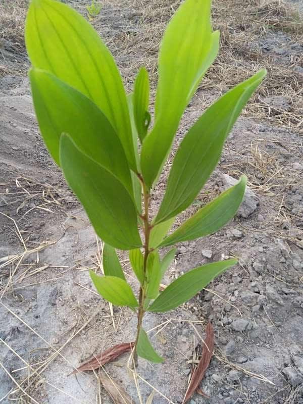 tree image