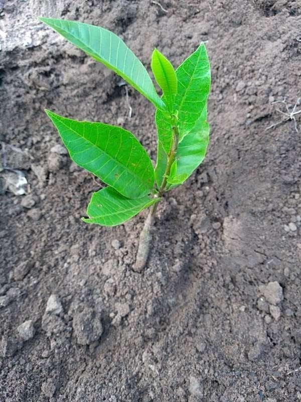 tree image