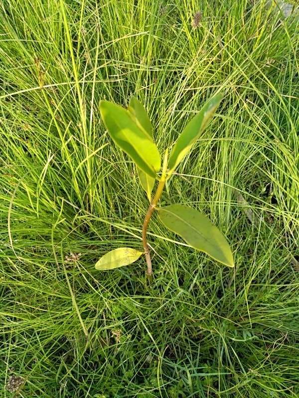 tree image