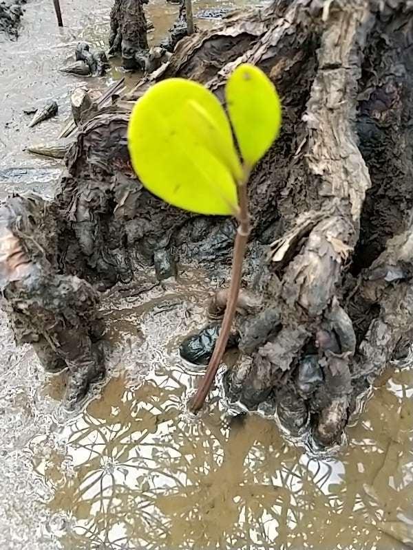 tree image