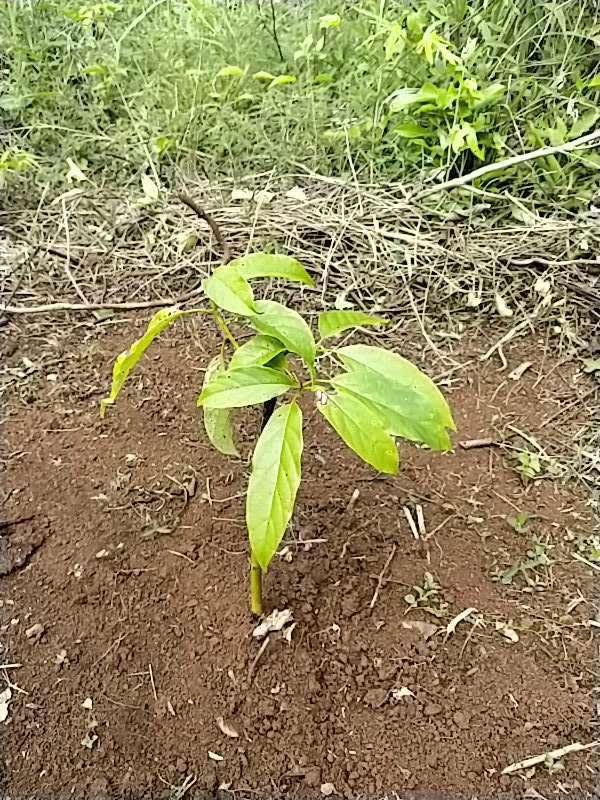 tree image