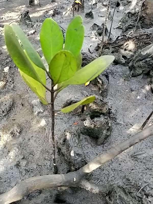 tree image
