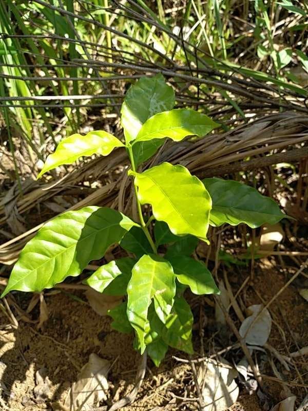 tree image