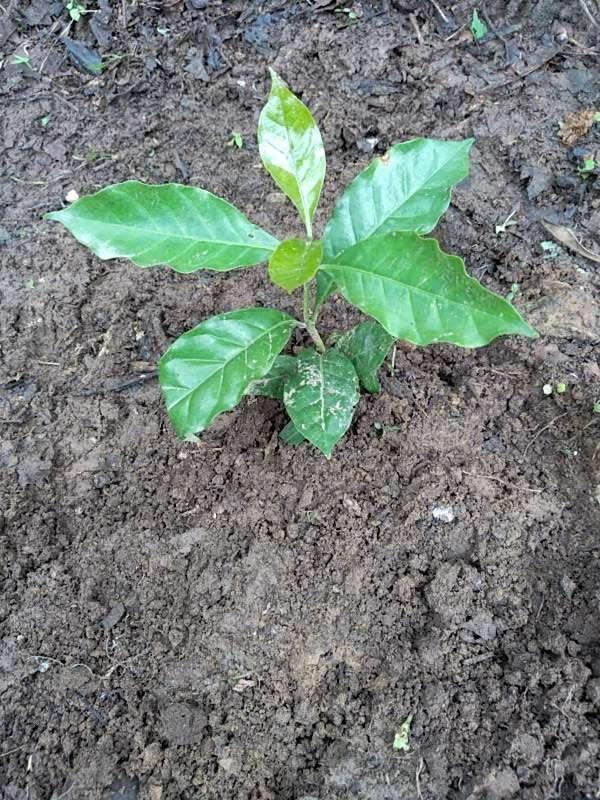 tree image