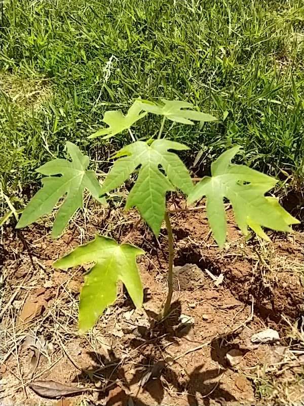 tree image