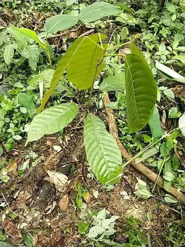tree image