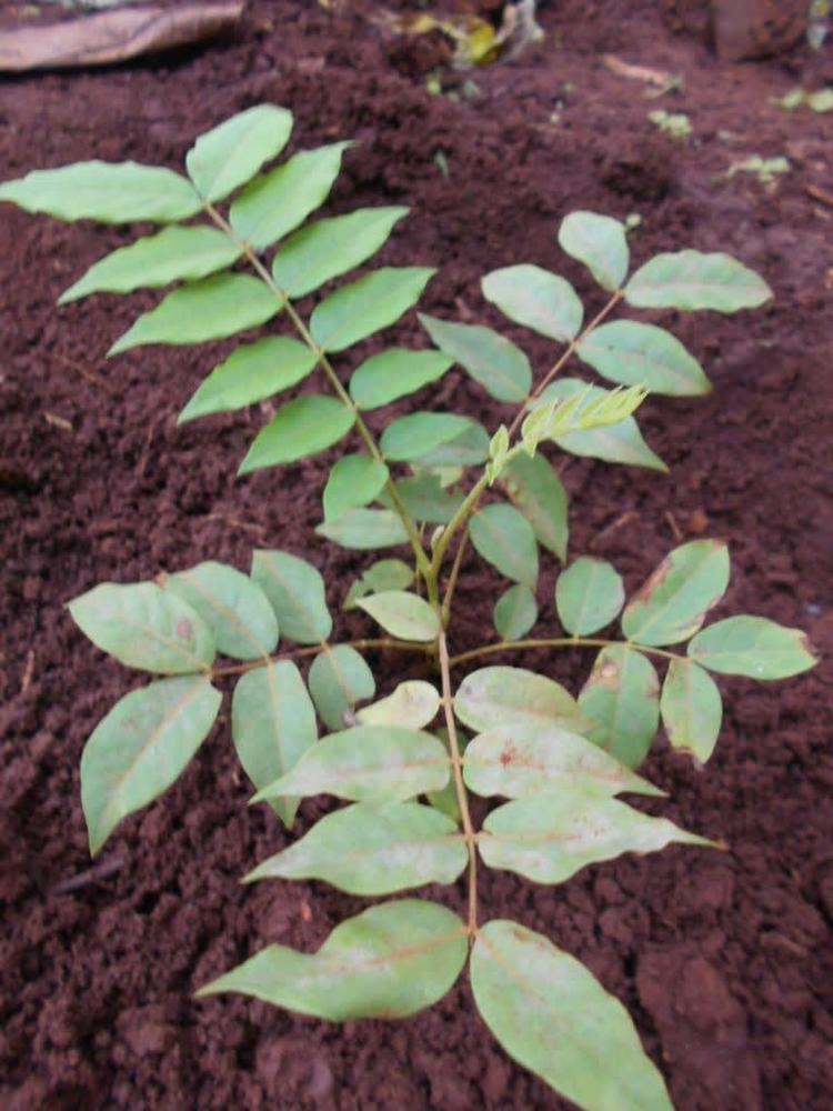 tree image