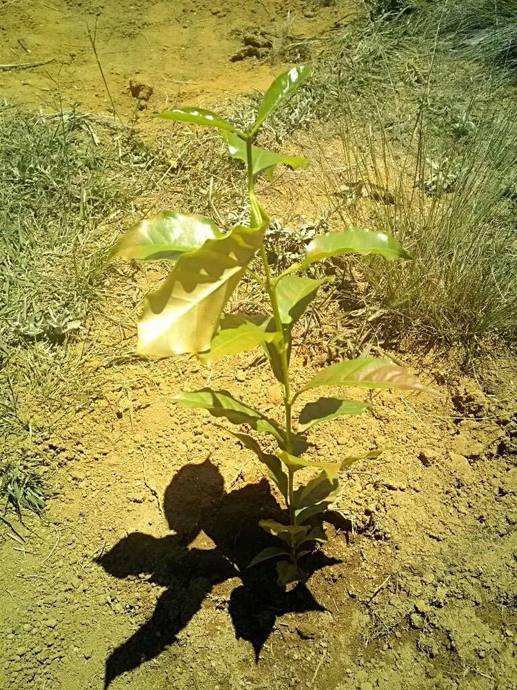 tree image