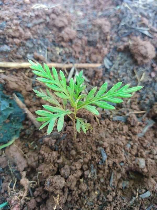 tree image